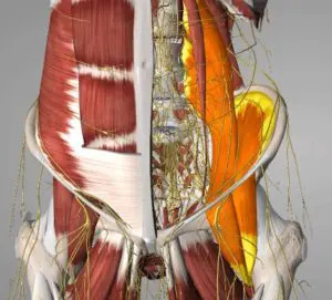 Tight hip flexors representation